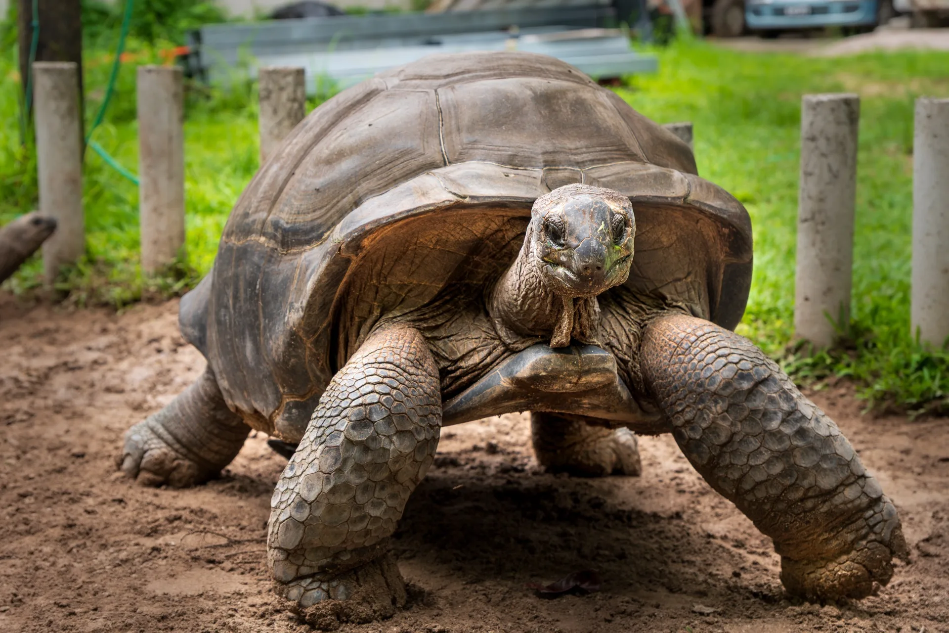 Aldabra-Riesenschildkröte
