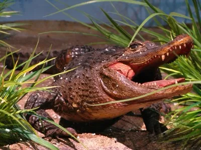 Alligator