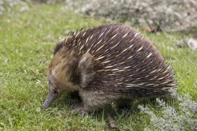 Ameisenigel