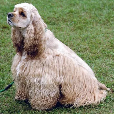 Amerikanischer Cocker Spaniel