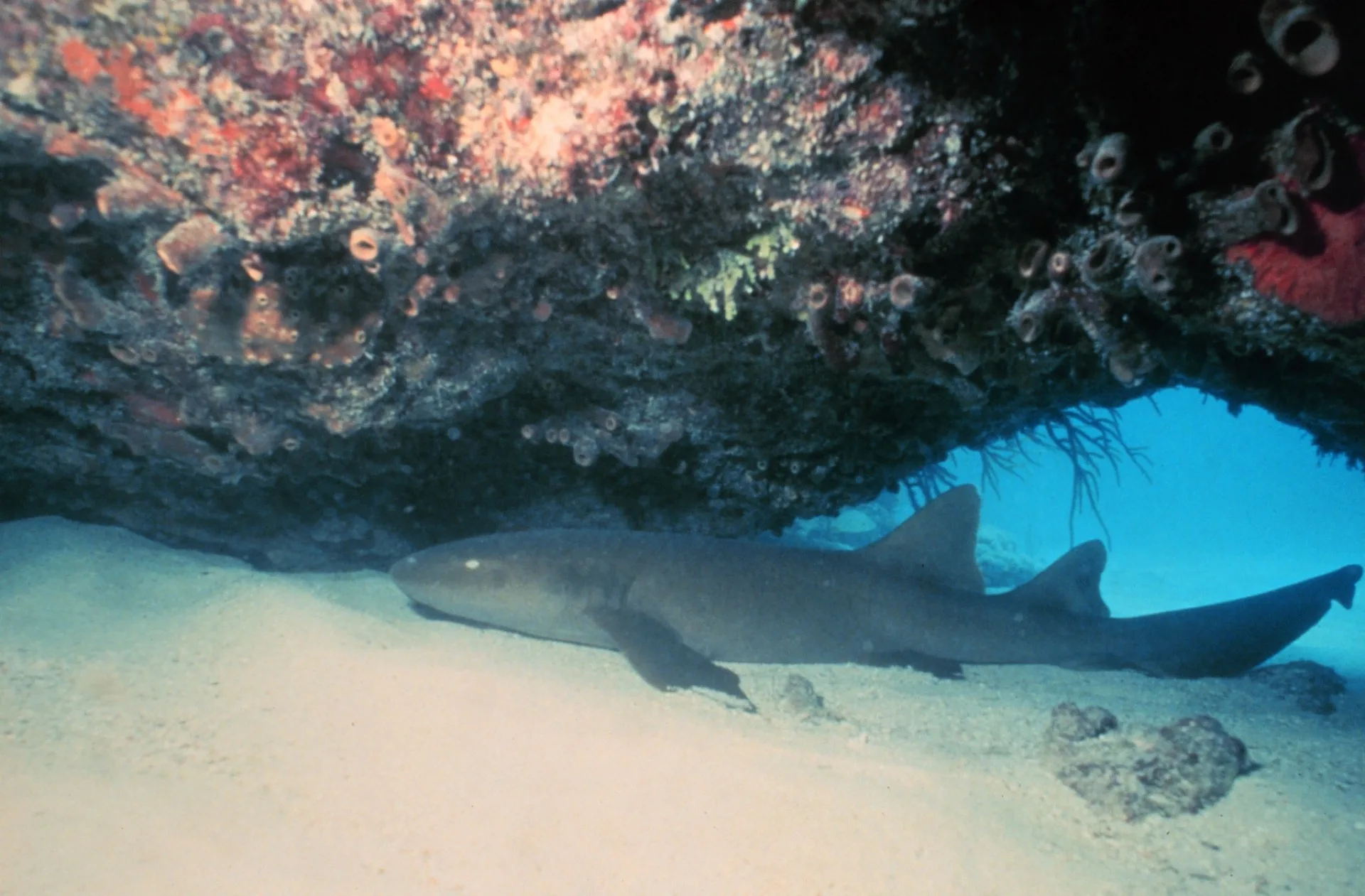 Atlantischer Ammenhai