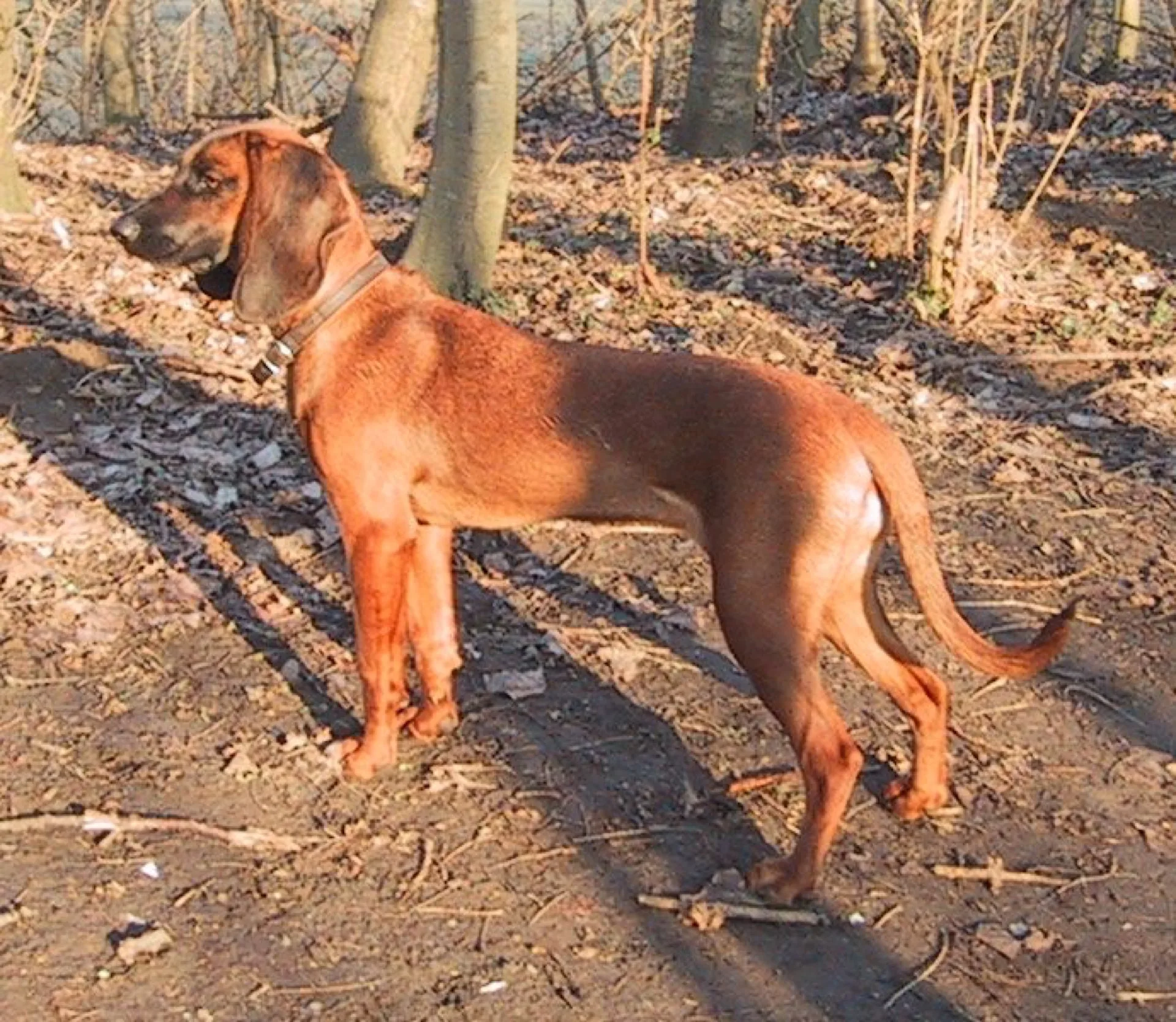 Bayerischer Gebirgshund