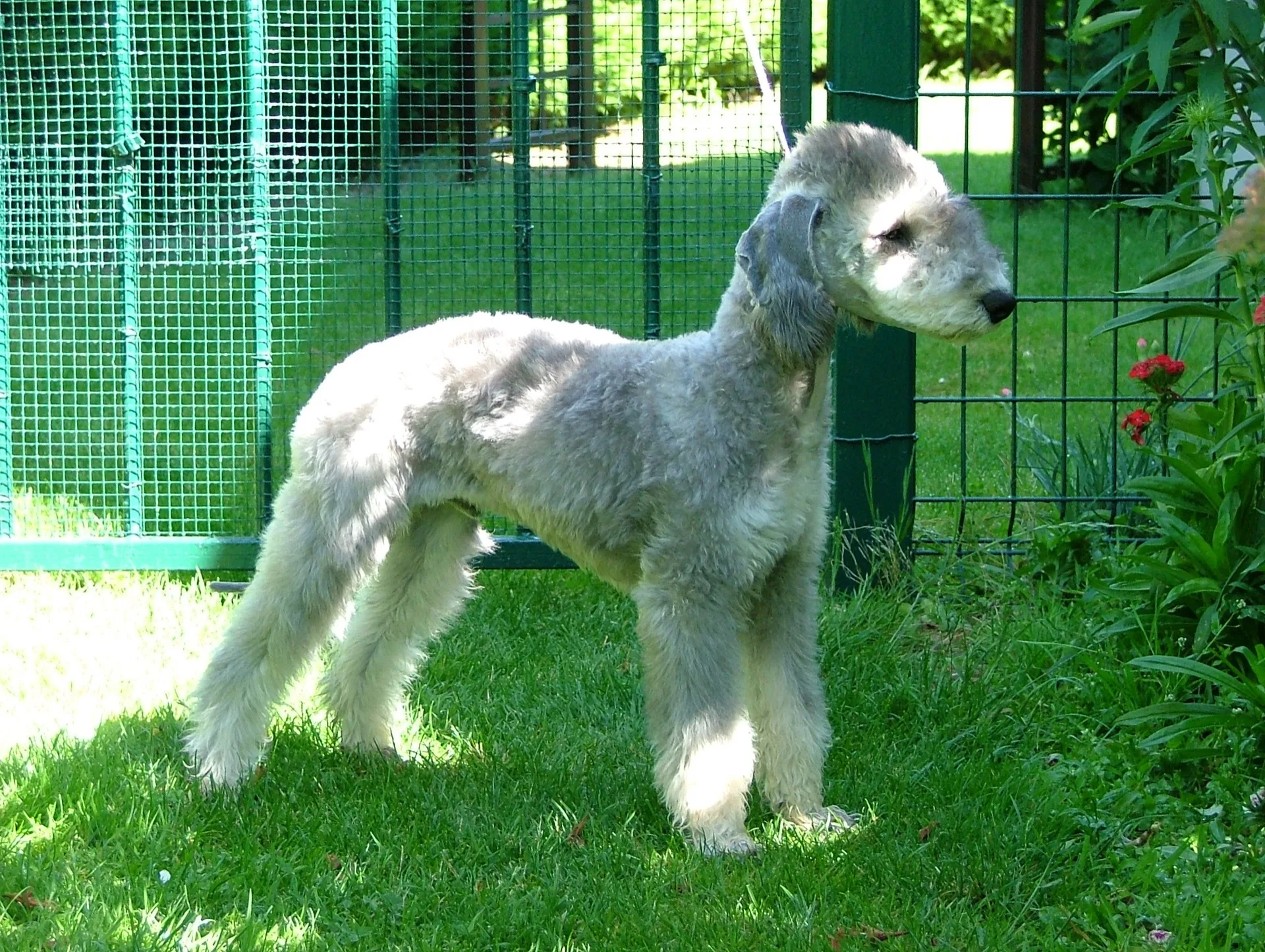 Bedlington Terrier