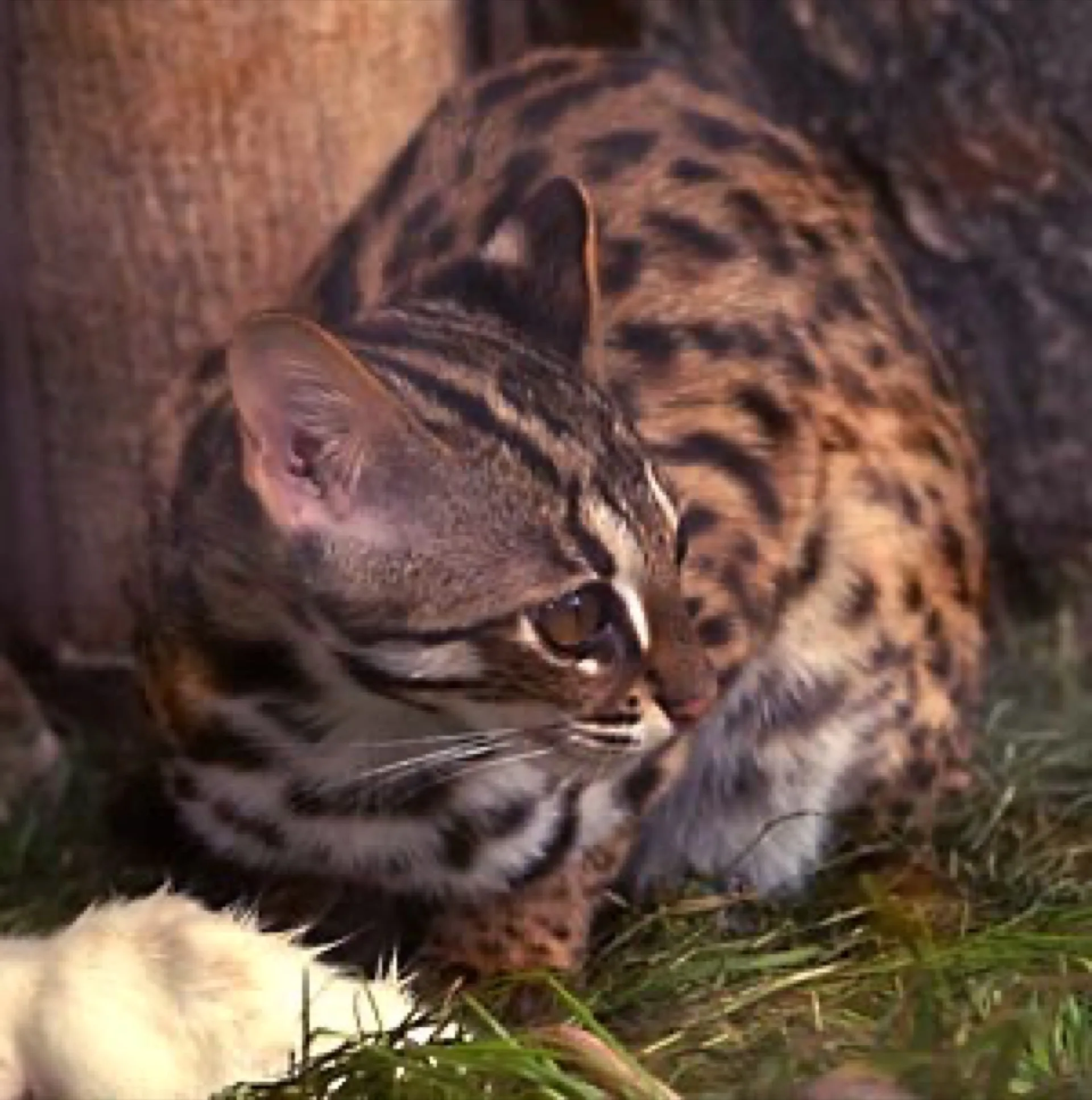 Bengalkatze