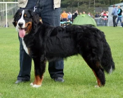 Berner Sennenhund