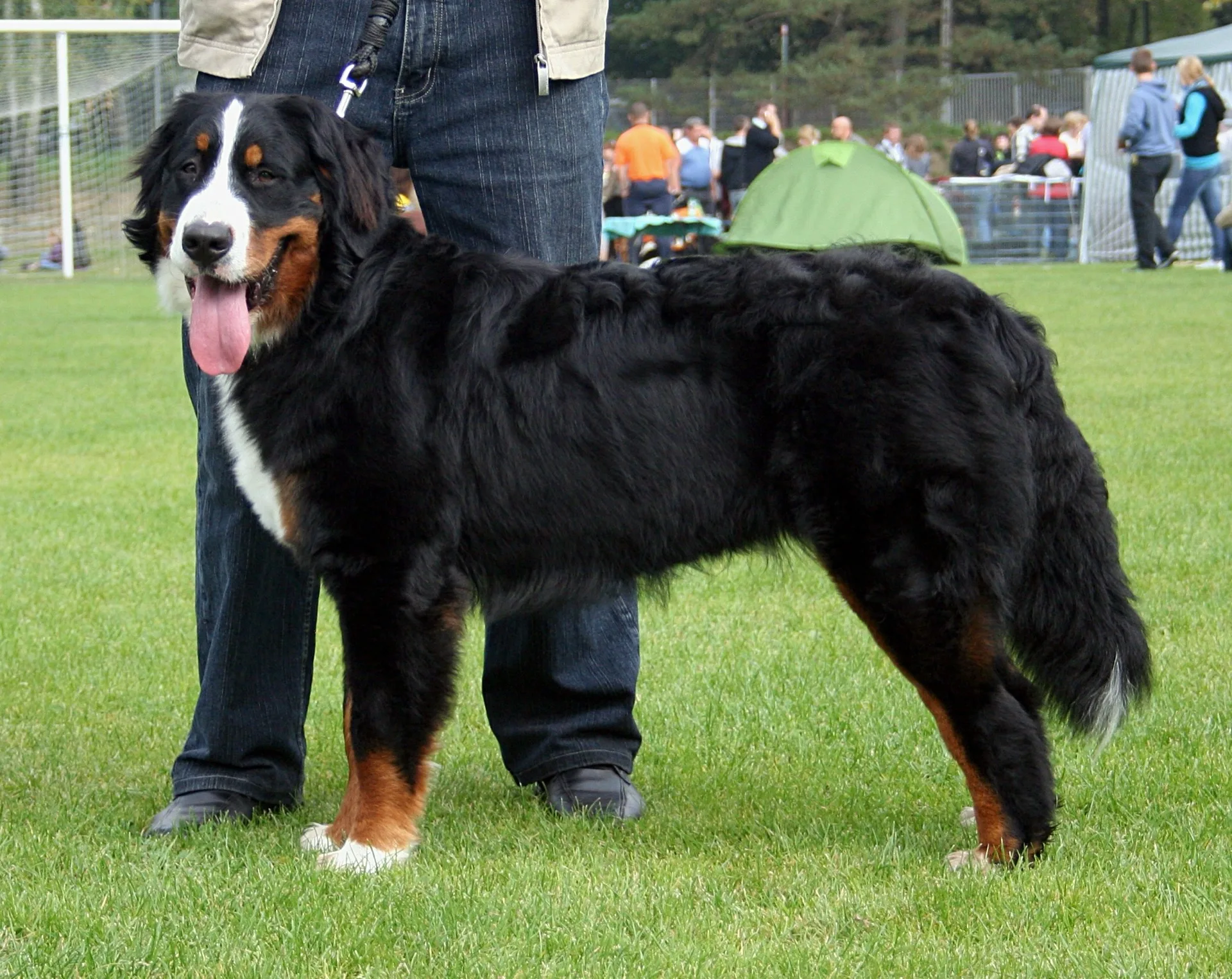 Berner Sennenhund