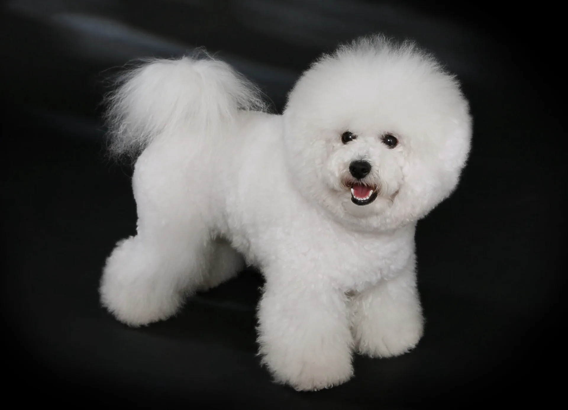 Bichon Frisé