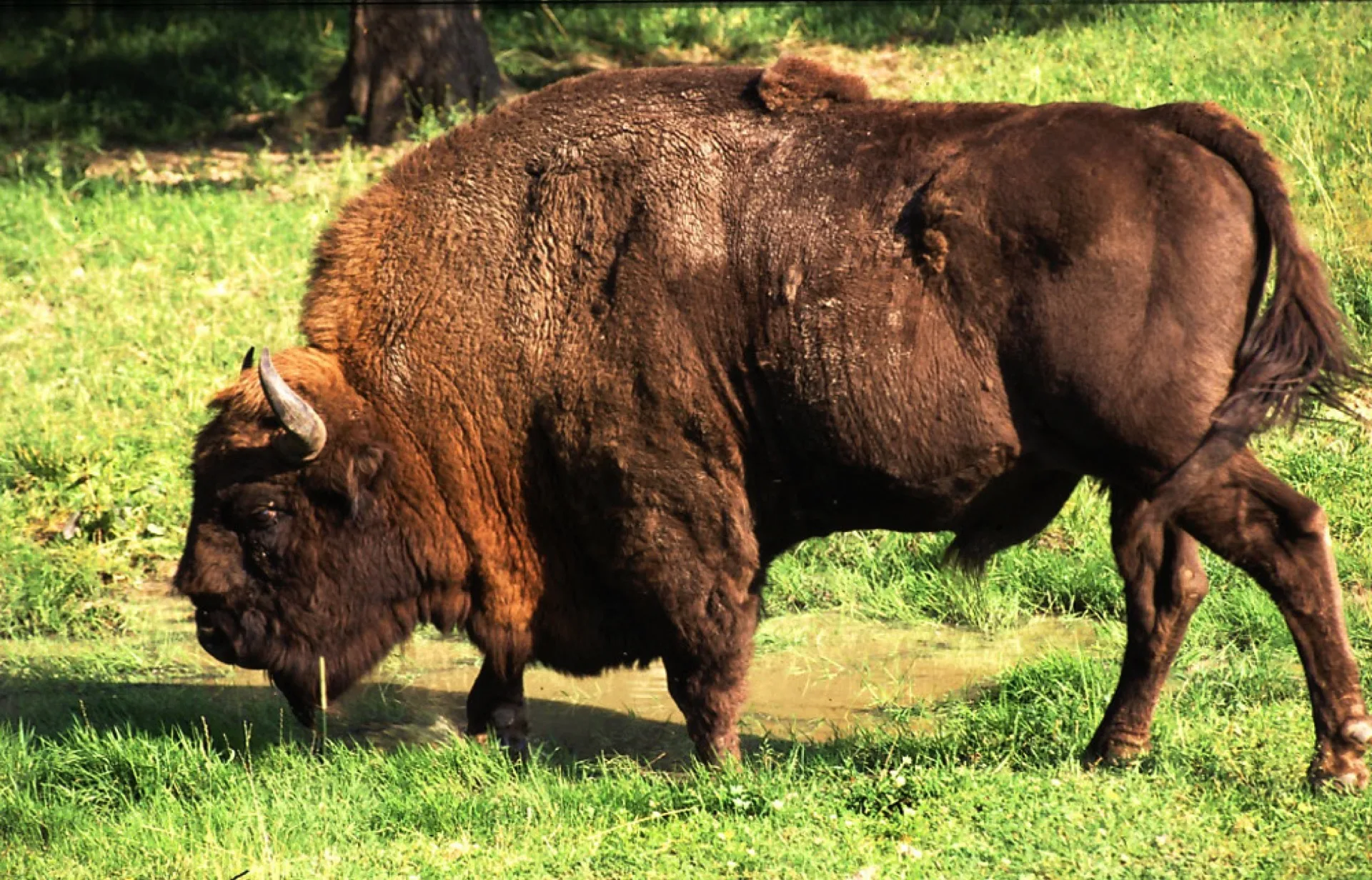 Bison