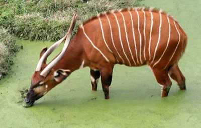 Bongo