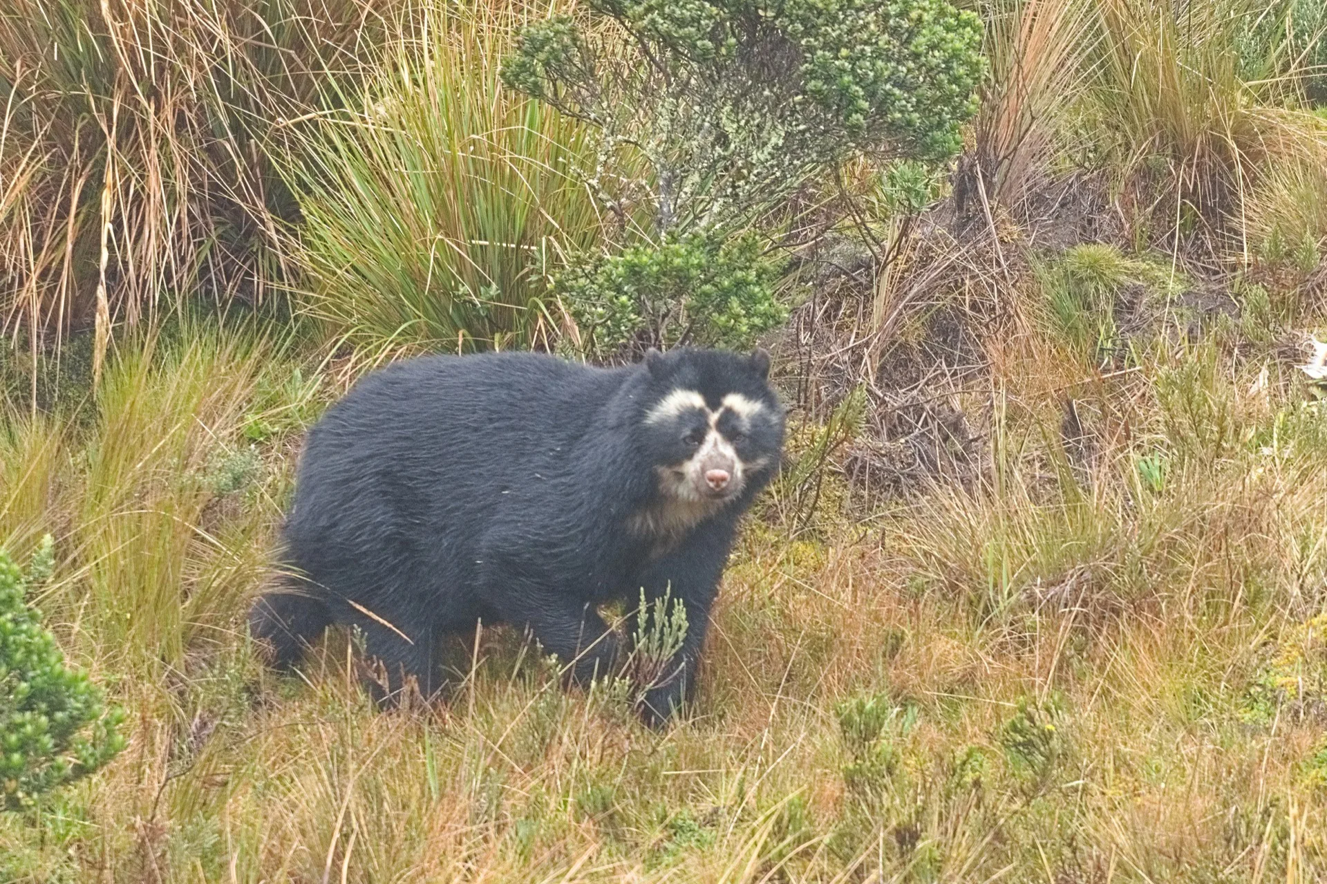 Brillenbär