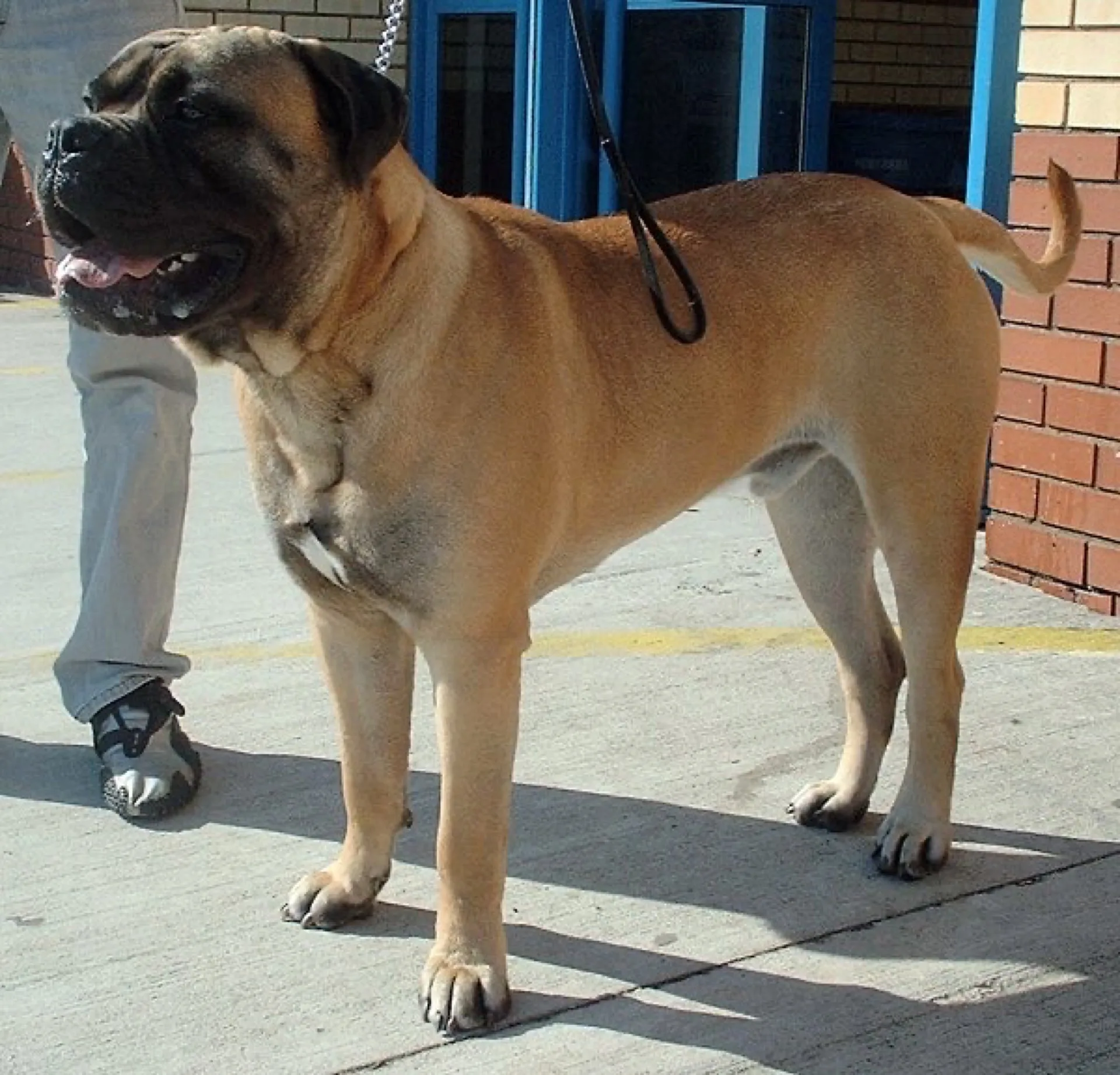 Bullmastiff