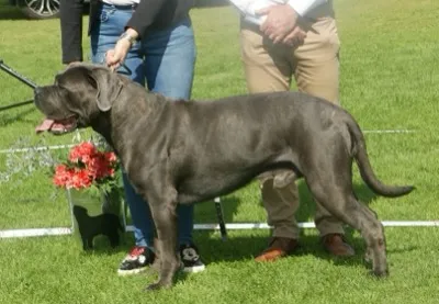 Cane Corso Italiano
