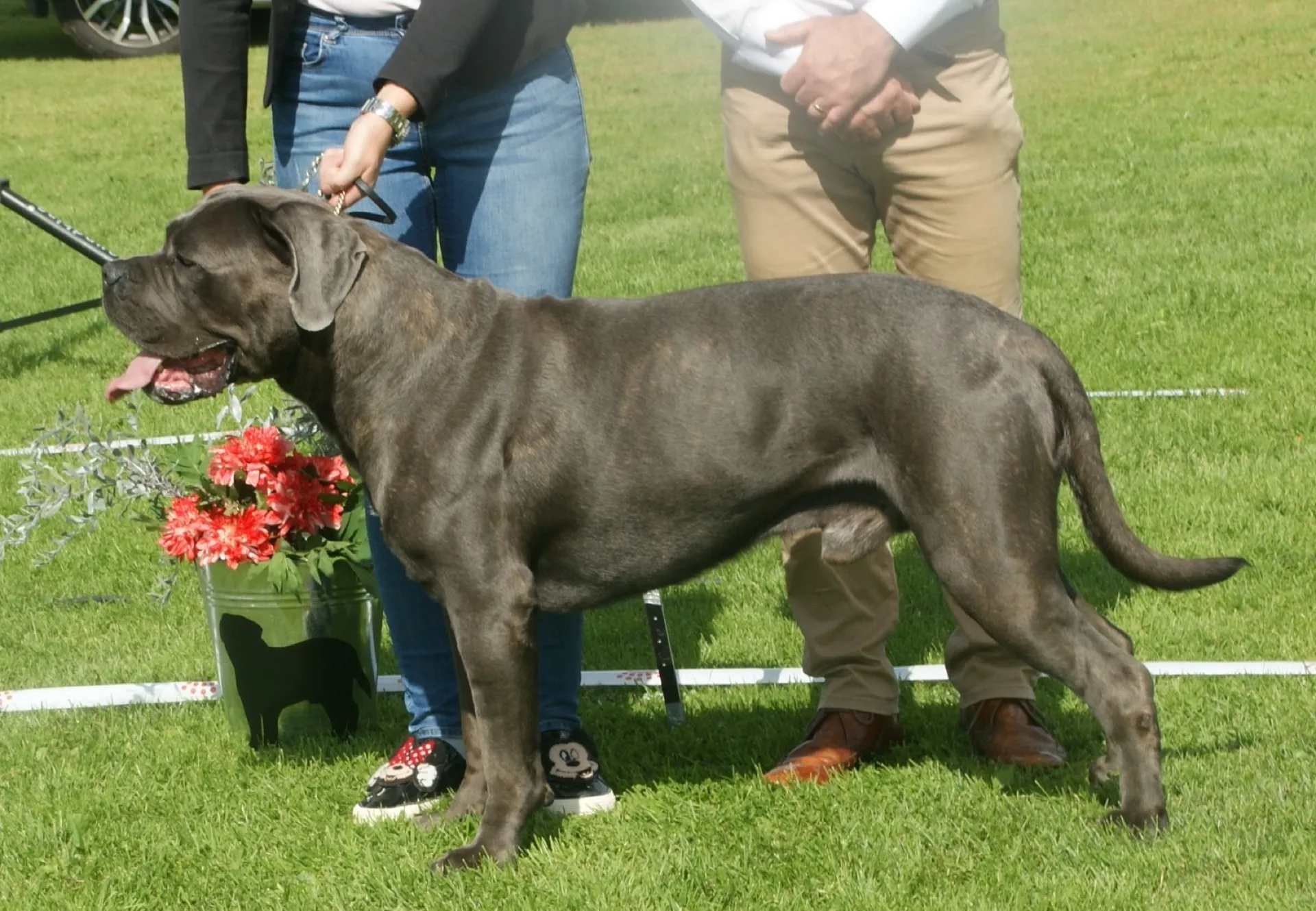Cane Corso Italiano