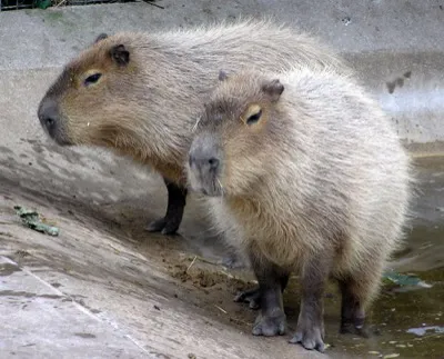 Capybara
