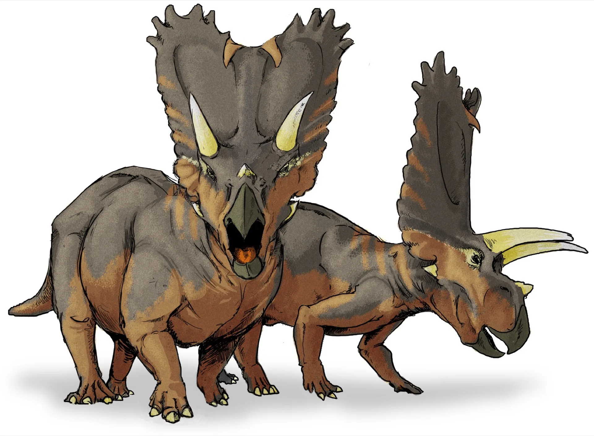 Ceratopsia