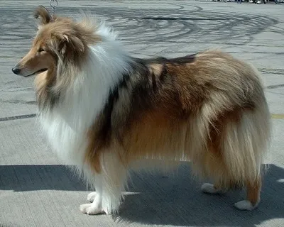 Collie