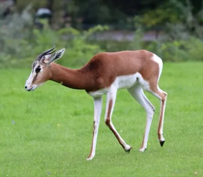 Damagazelle