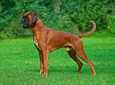 Deutscher Boxer