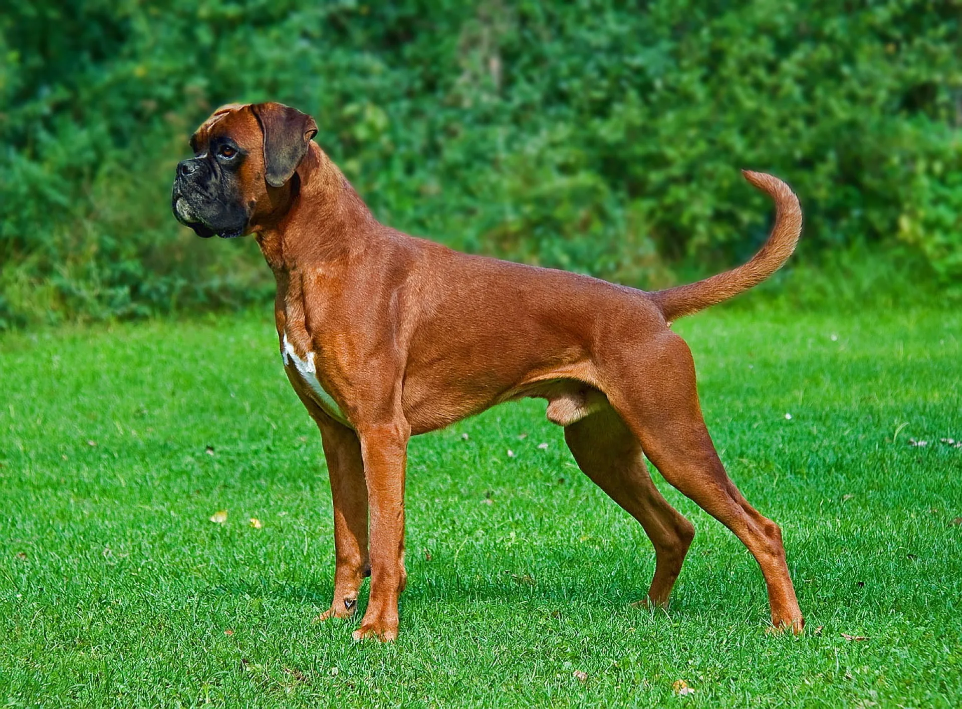 Deutscher Boxer