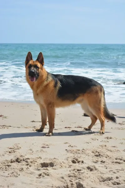 Deutscher Schäferhund