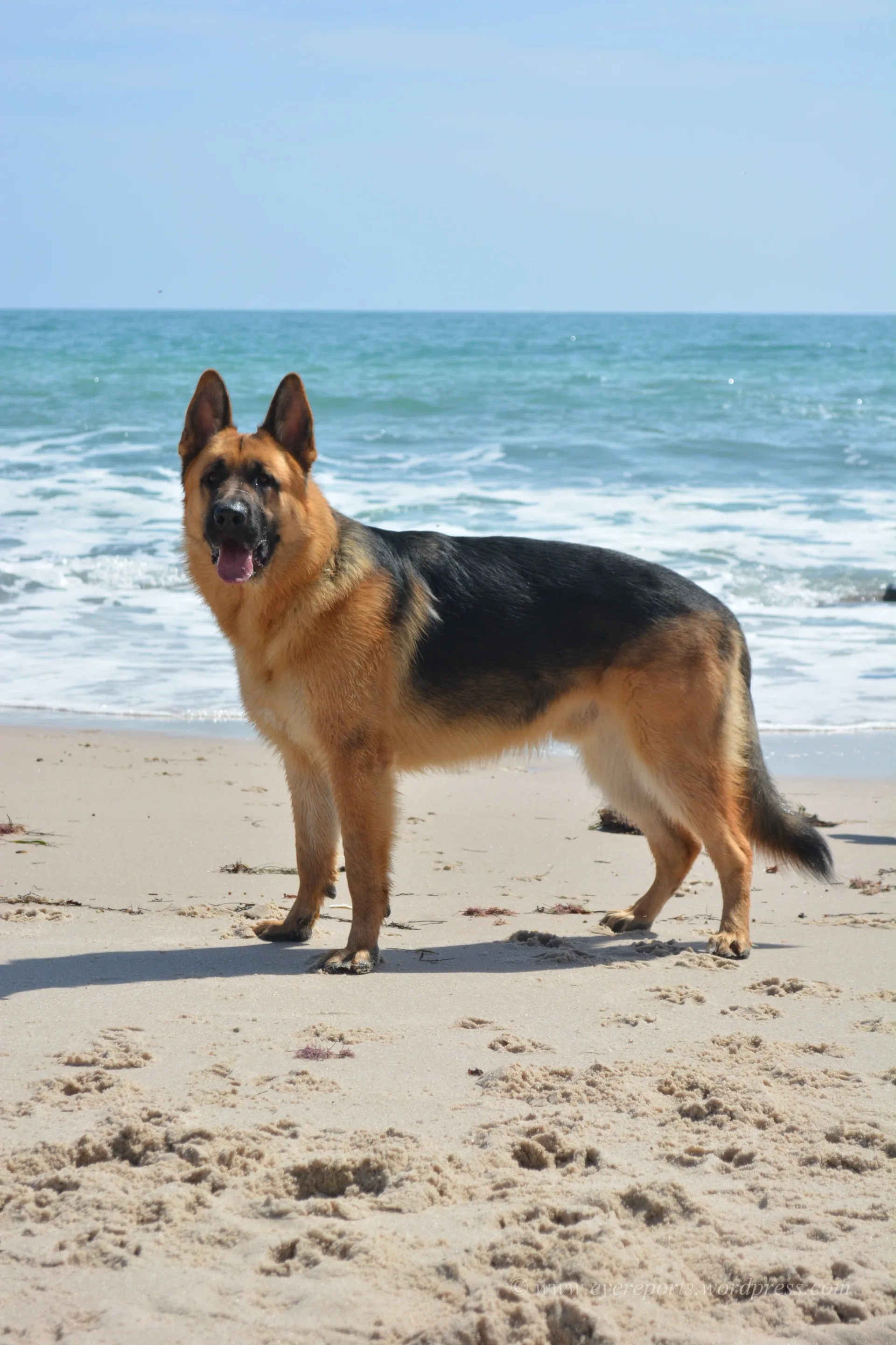 Deutscher Schäferhund