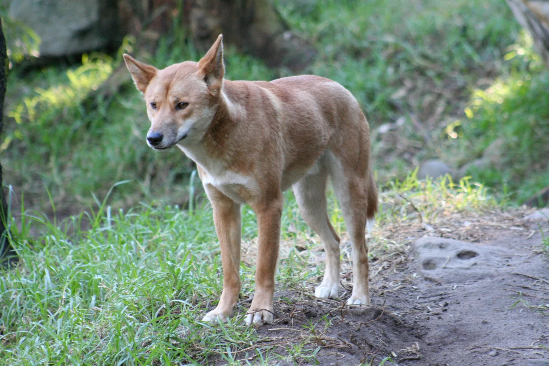 Dingo