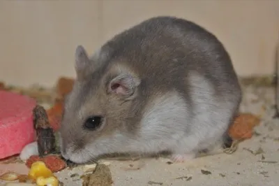 Dsungarischer Zwerghamster