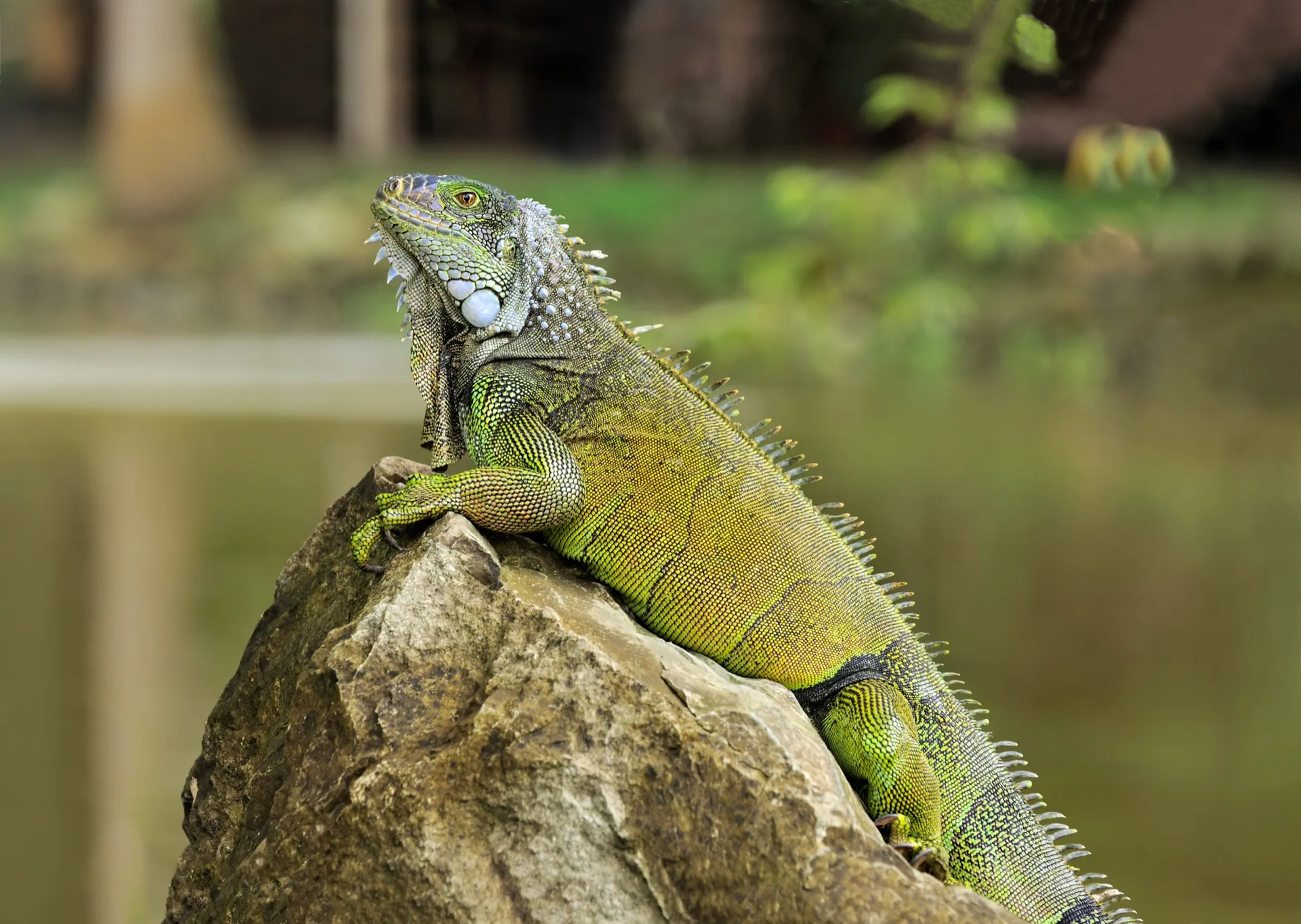Echter Leguan