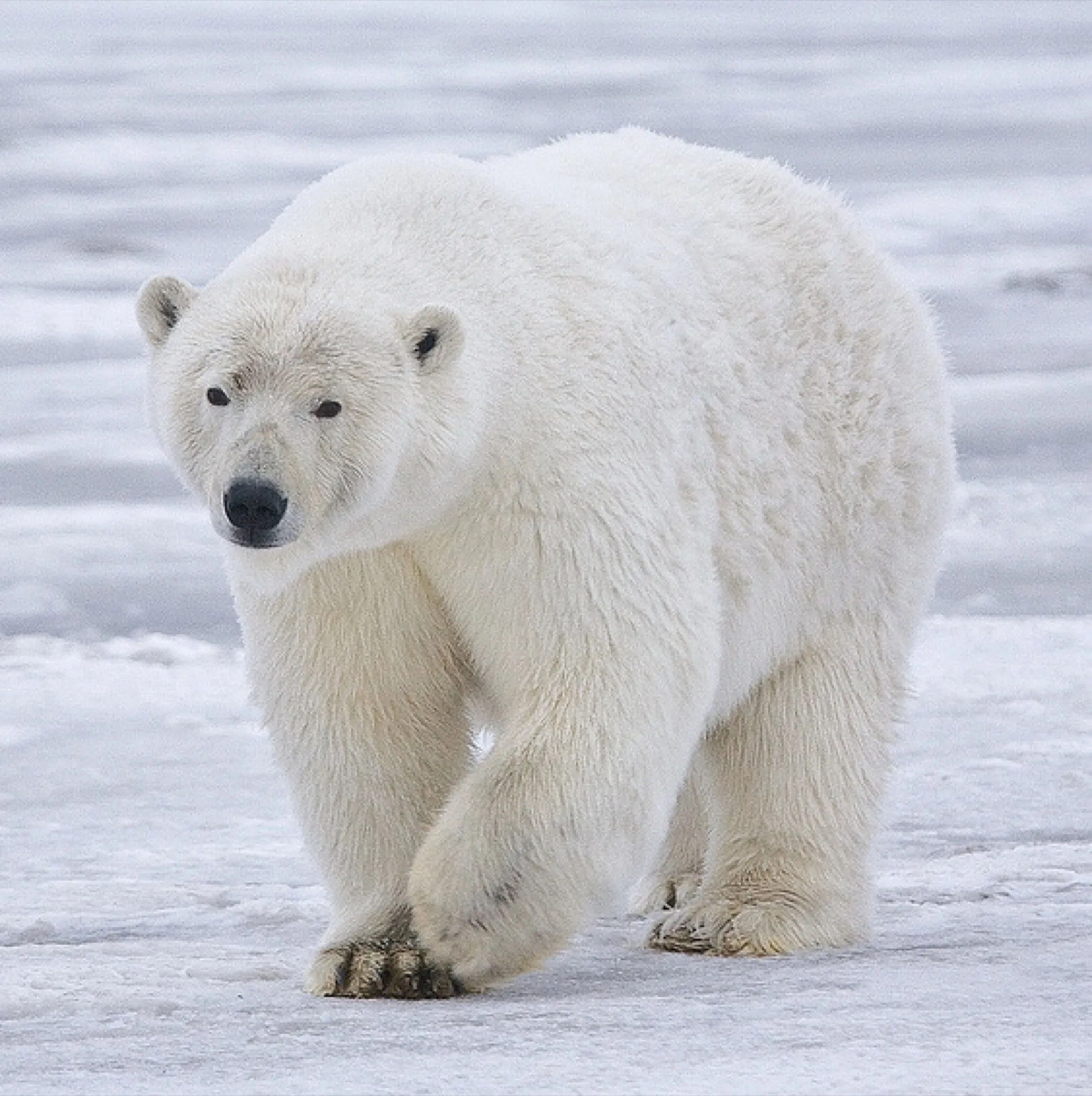 Eisbär