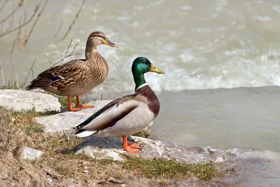 Ente
