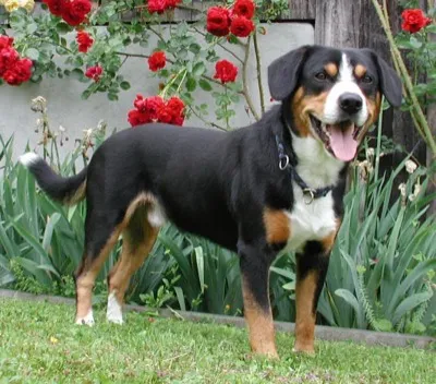 Entlebucher Sennenhund