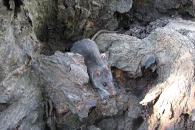 Falsche Schwimmratte