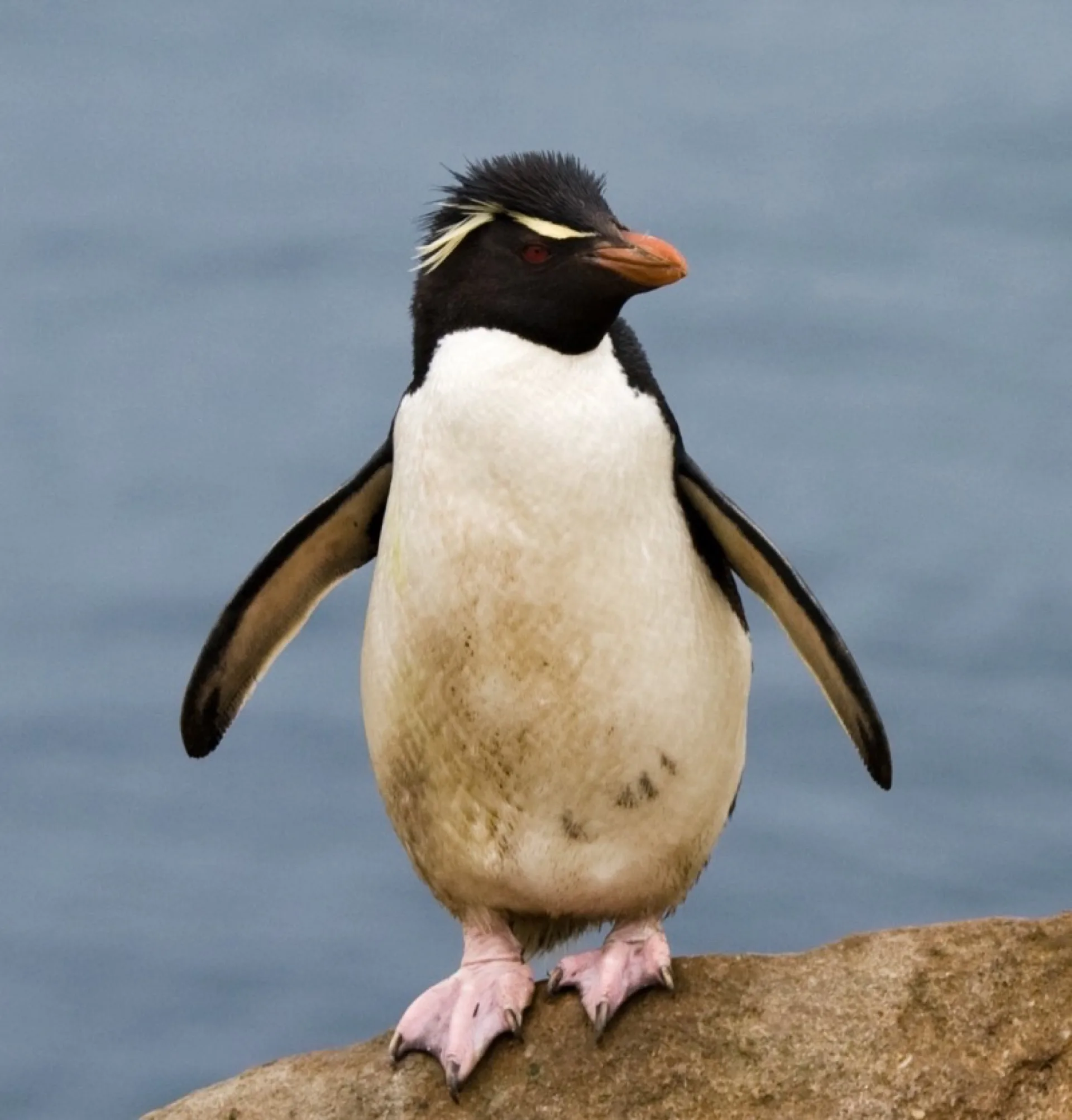 Felsenpinguin