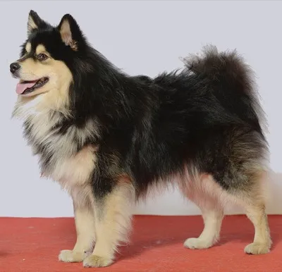 Finnischer Lapphund