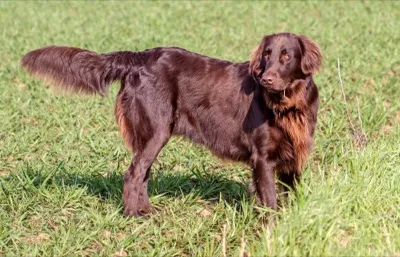 Flat Coated Retriever
