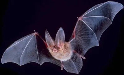 Fledermaus