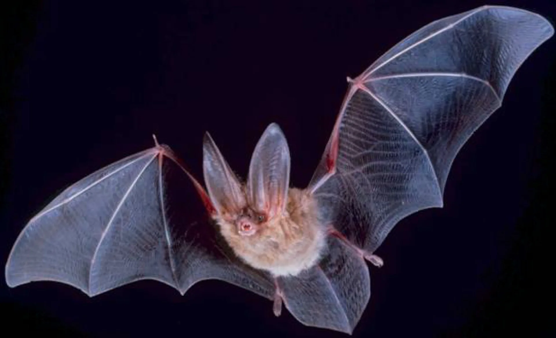Fledermaus