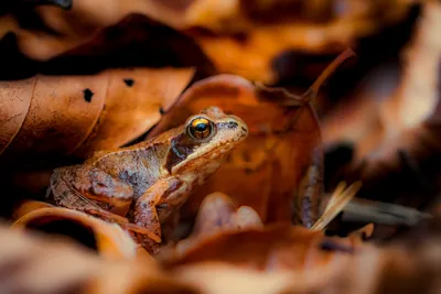 Frosch