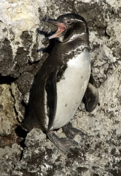 Galápagos-Pinguin