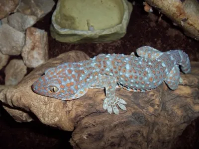 Gecko