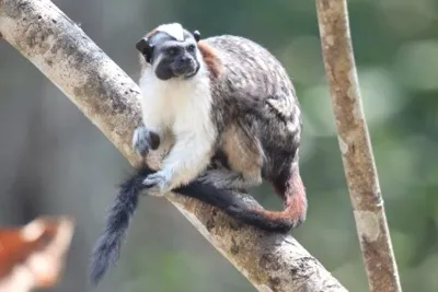 Geoffrey-Perückenaffe