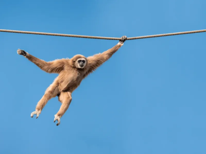 Gibbon