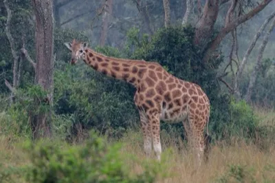Giraffe