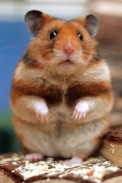 Goldhamster