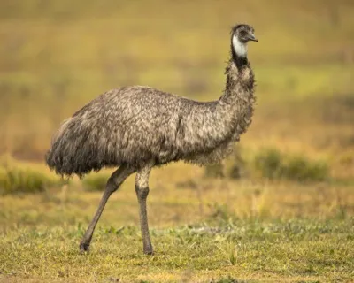 Großer Emu