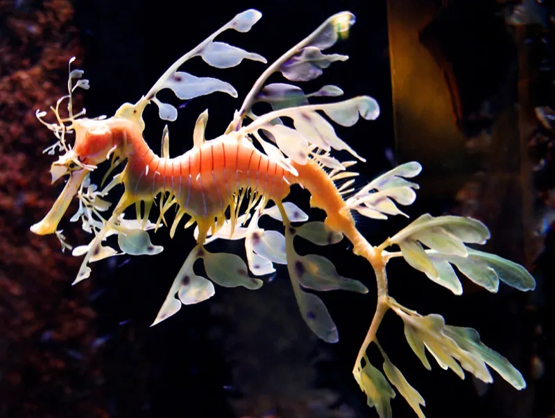 Großer Fetzenfisch