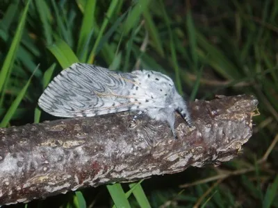 Großer Gabelschwanz