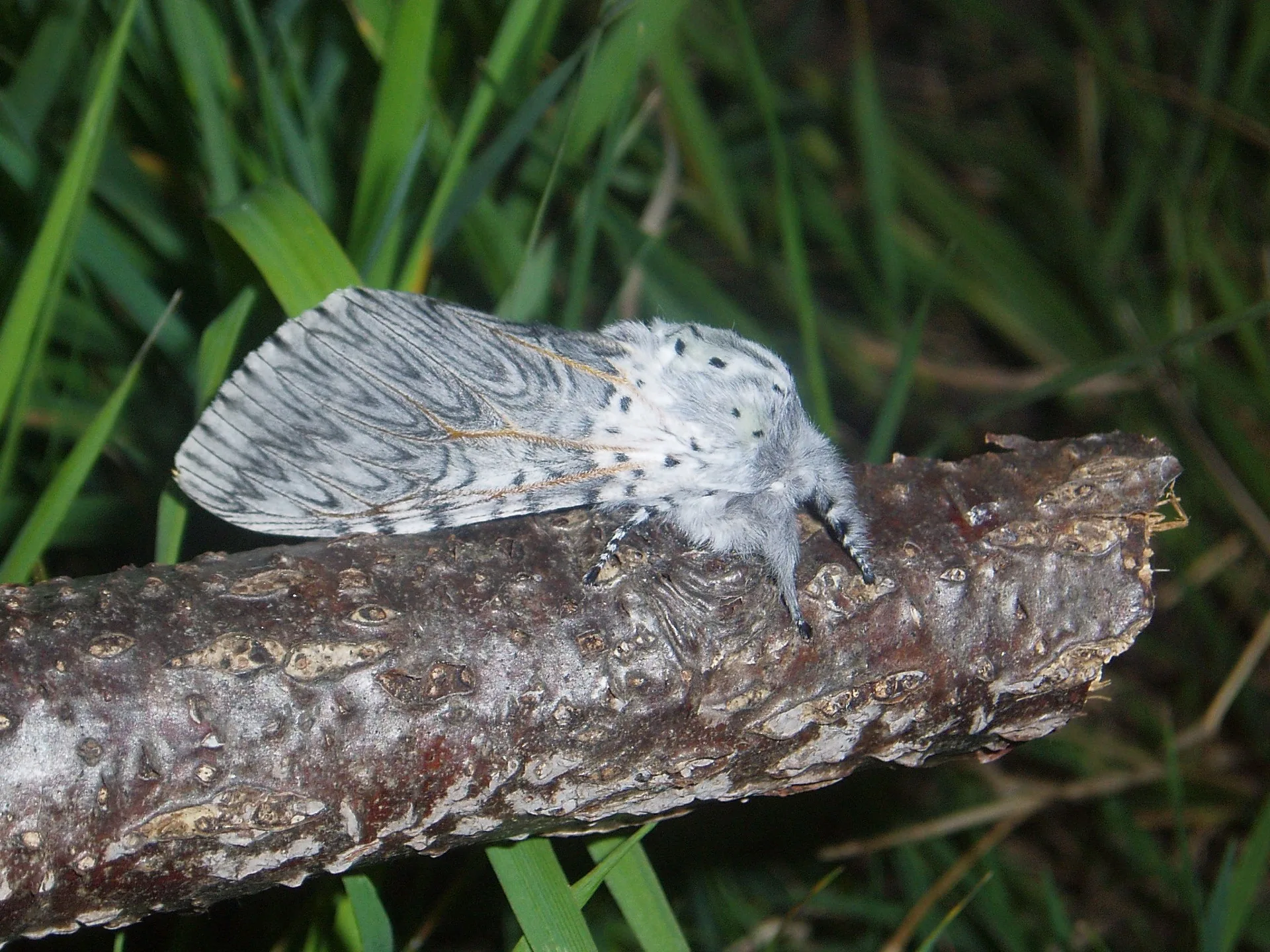 Großer Gabelschwanz