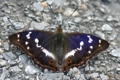 Großer Schillerfalter