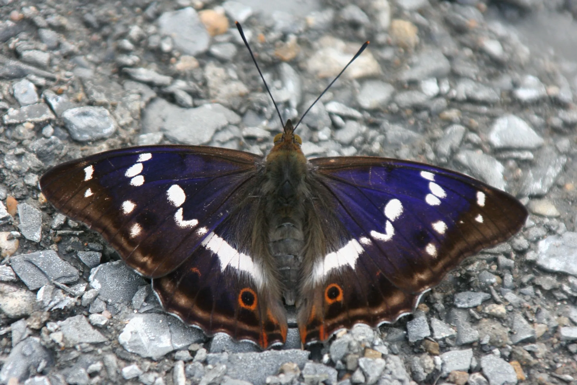 Großer Schillerfalter
